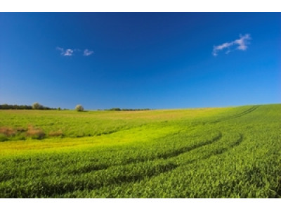 Грунтові гербіциди